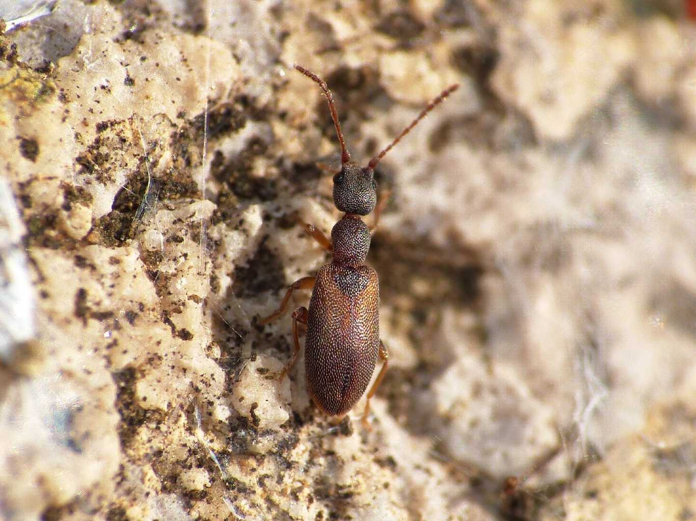 Anthicidae - Endomia tenuicollis